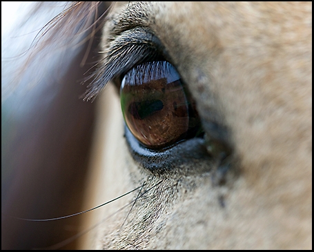 Equine Reflection.jpg